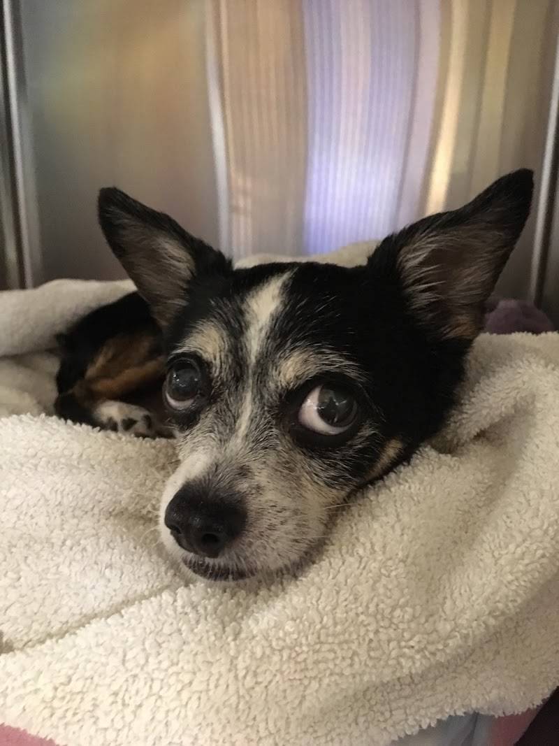 Sherwood South Animal Hospital & Emergency Center