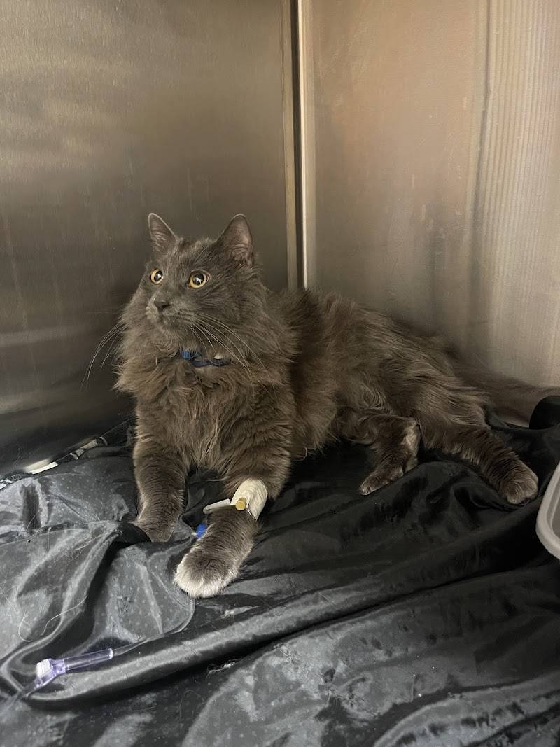 Sherwood South Animal Hospital & Emergency Center