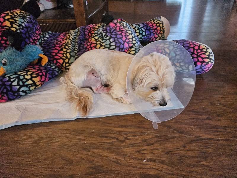 Sherwood South Animal Hospital & Emergency Center