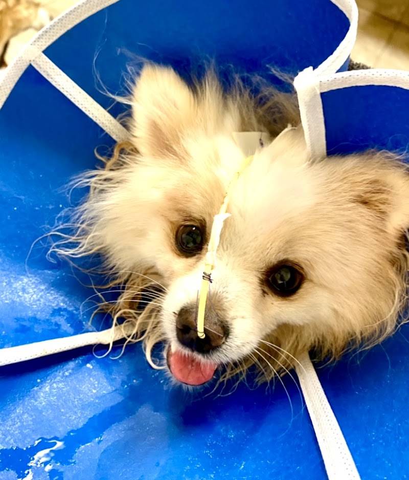 Sherwood South Animal Hospital & Emergency Center